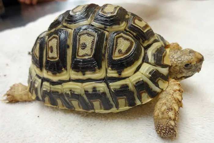 Creature Comforts Animal Hospital, P.C. 12