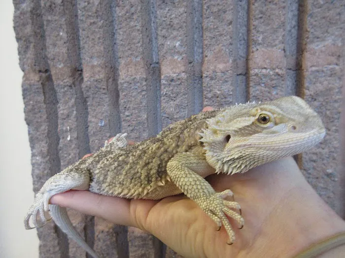 Creature Comforts Animal Hospital, P.C. 12
