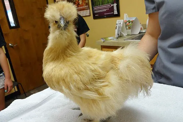 Creature Comforts Animal Hospital, P.C. 12