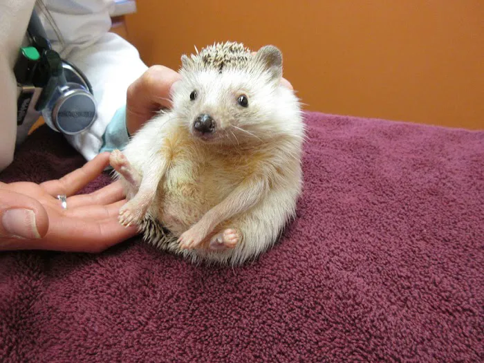 Creature Comforts Animal Hospital, P.C. 12