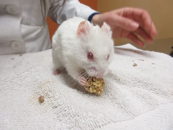 Creature Comforts Animal Hospital, P.C. 12