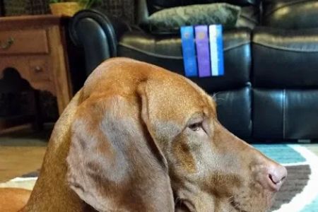 PatterPaws Animal Hospital