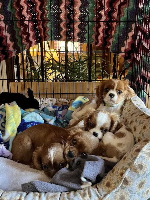 Brook Farm Veterinary Center 12
