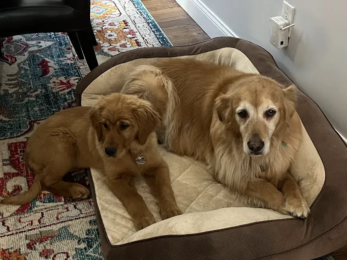 Brook Farm Veterinary Center 12