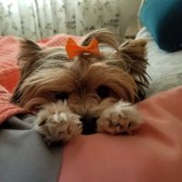 Brook Farm Veterinary Center ico