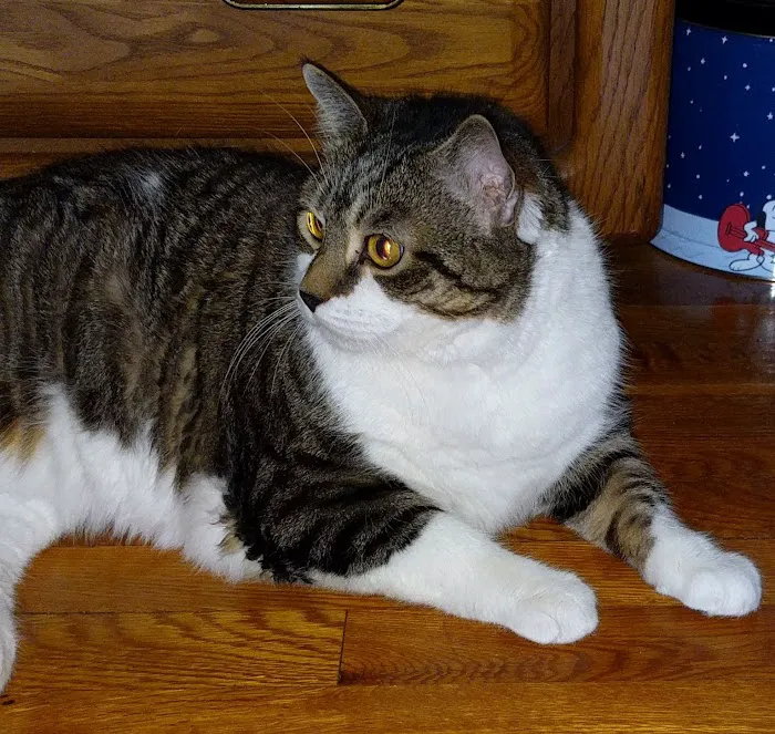 Roosevelt Veterinary Center 12