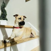 Roosevelt Veterinary Center ico