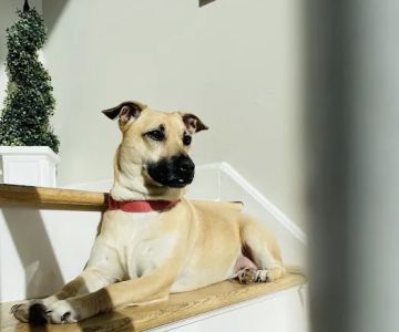 Roosevelt Veterinary Center