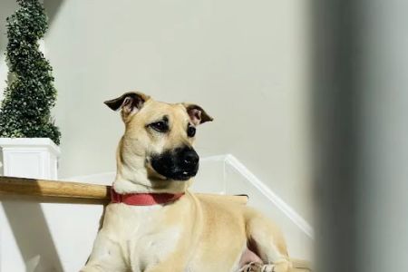 Roosevelt Veterinary Center