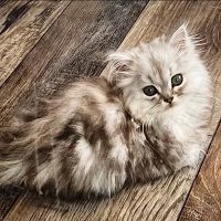 Southeast Animal Hospital ico