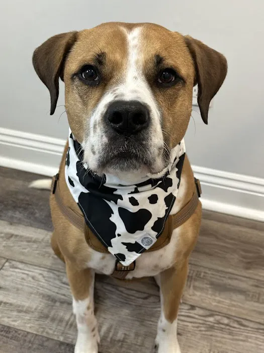 Southeast Animal Hospital 12