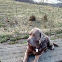 Fairchester Mobile Veterinary Services, LLC ico