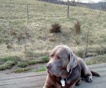Fairchester Mobile Veterinary Services, LLC