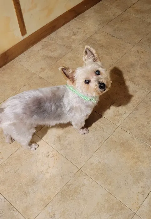 Dutchess County Animal Hospital 4