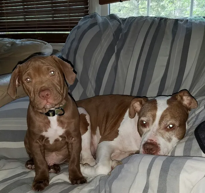 Dutchess County Animal Hospital 10