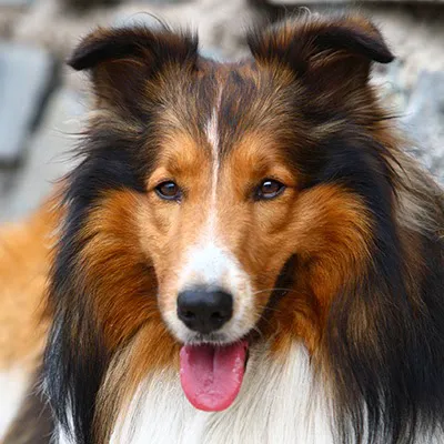 Dutchess County Animal Hospital 7