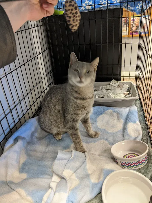 Dutchess County Animal Hospital 1