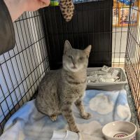 Dutchess County Animal Hospital ico