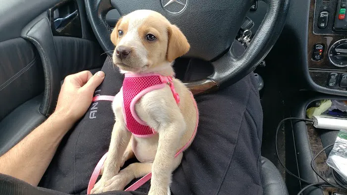 Dutchess County Animal Hospital 3