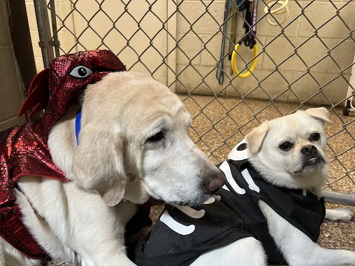 Dutchess County Animal Hospital 2