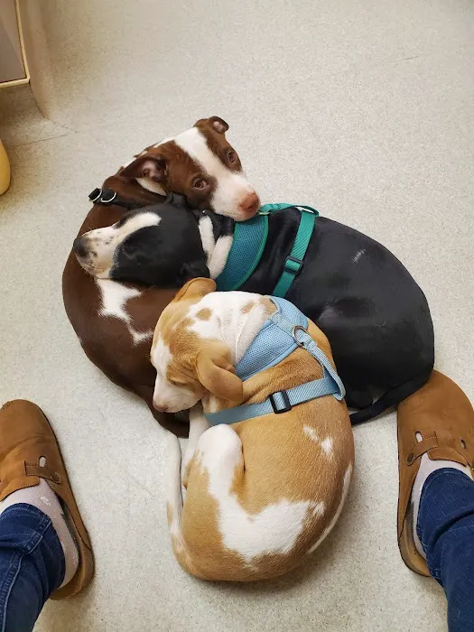 Finch Hill Veterinary Clinic 12