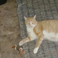 Finch Hill Veterinary Clinic ico