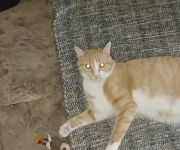 Finch Hill Veterinary Clinic