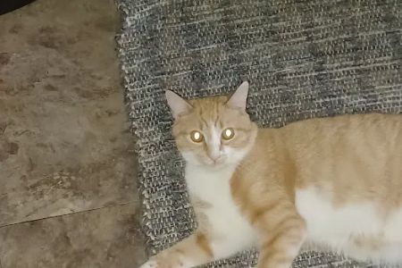 Finch Hill Veterinary Clinic