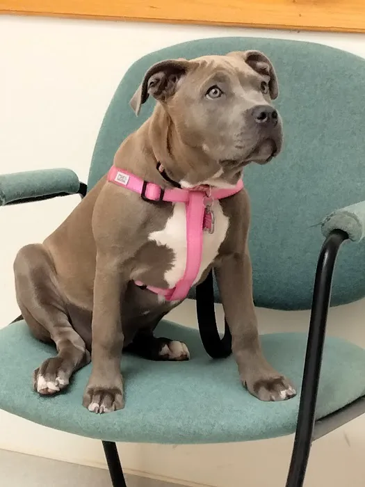 Finch Hill Veterinary Clinic 12