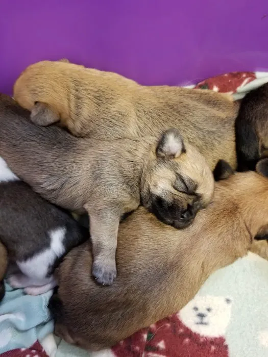 Mid-Valley Veterinarian Hospital 12