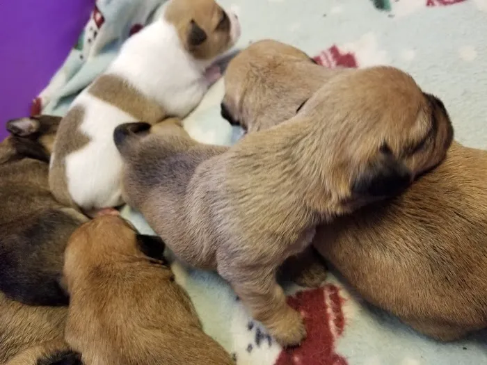 Mid-Valley Veterinarian Hospital 12