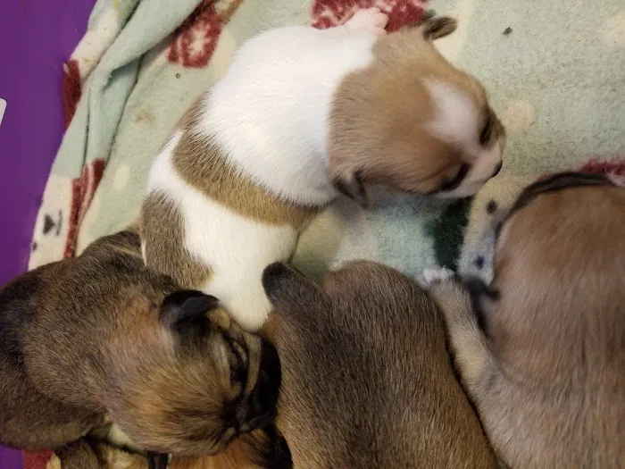 Mid-Valley Veterinarian Hospital 12
