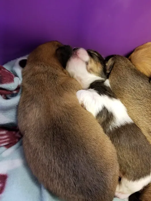 Mid-Valley Veterinarian Hospital 12