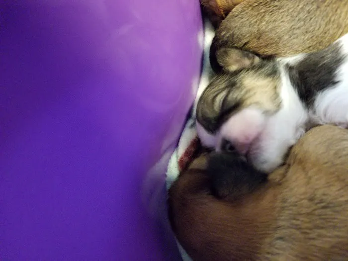 Mid-Valley Veterinarian Hospital 12