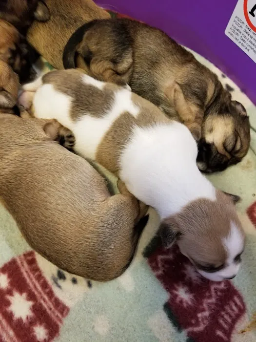 Mid-Valley Veterinarian Hospital 12