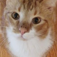 Mid-Valley Veterinarian Hospital ico