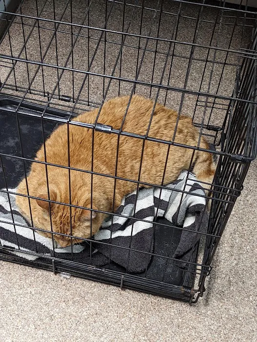 Hometown Animal Hospital 8