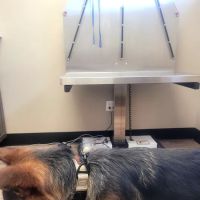 Memorial Veterinary Hospital - Throop ico