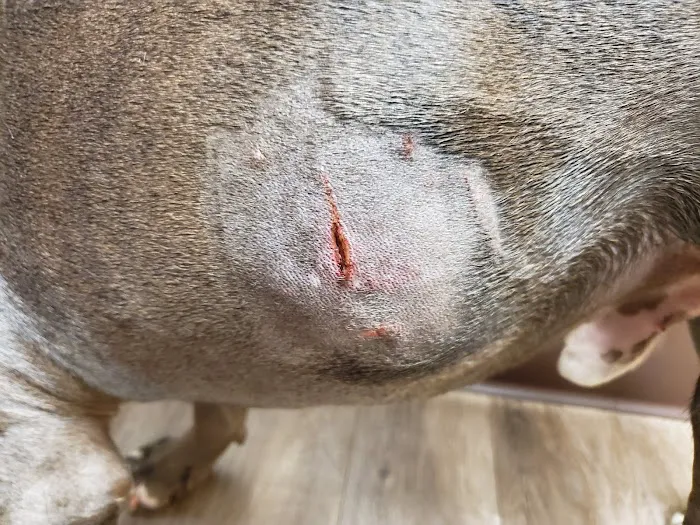 Memorial Veterinary Hospital - Throop 12