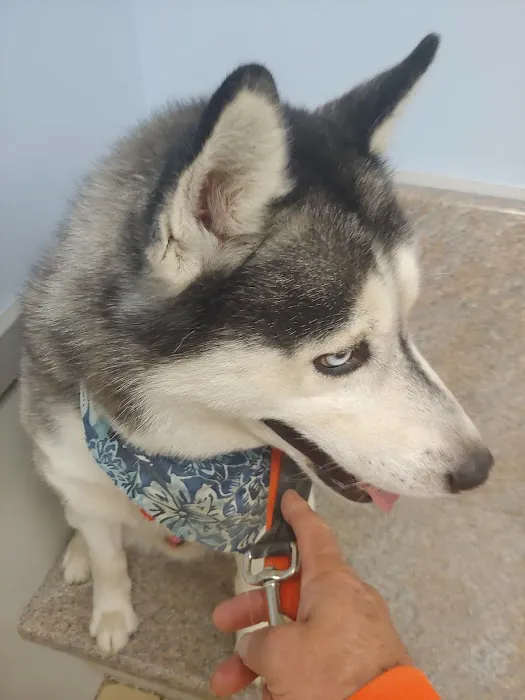 Citywide Animal Clinic 4