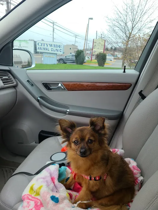 Citywide Animal Clinic 5