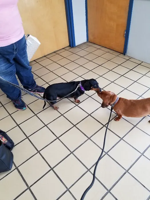Citywide Animal Clinic 10