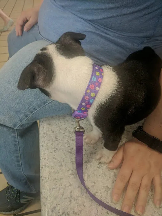 Citywide Animal Clinic 2