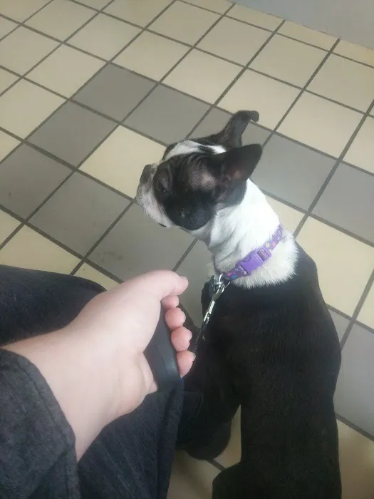 Citywide Animal Clinic 1