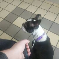 Citywide Animal Clinic ico
