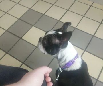 Citywide Animal Clinic