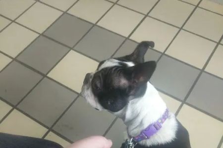 Citywide Animal Clinic