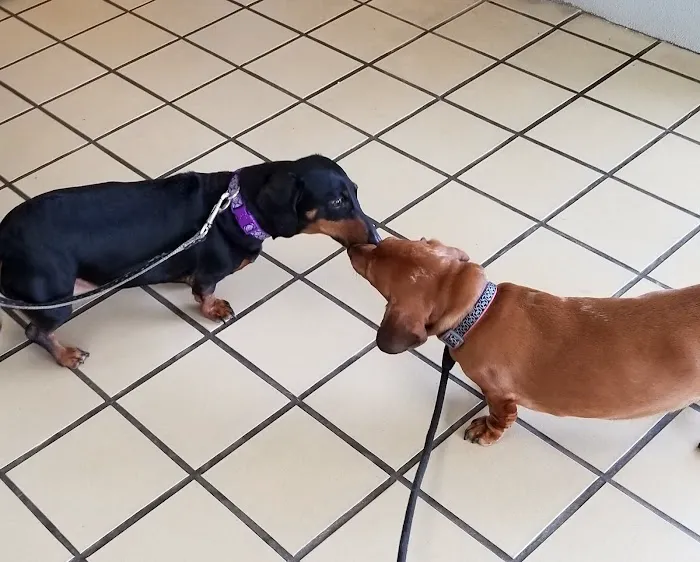 Citywide Animal Clinic 6