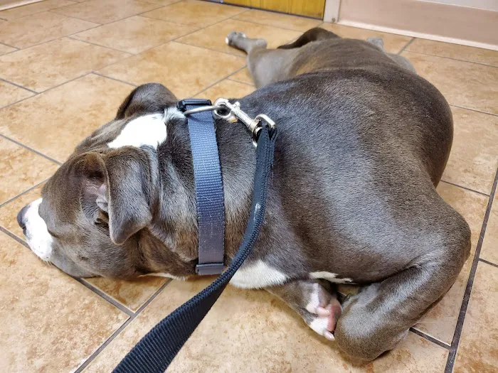 Memorial Veterinary Hospital - Dickson City 9
