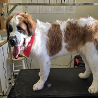 Boulevard Veterinary Care ico